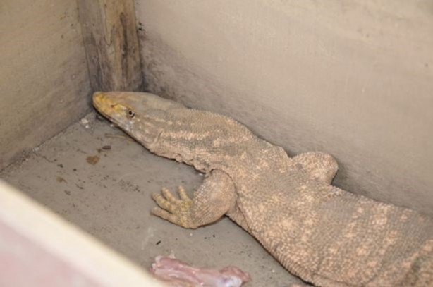 Foto - Nesli tehlikede! Urfa'da ortaya çıktı...