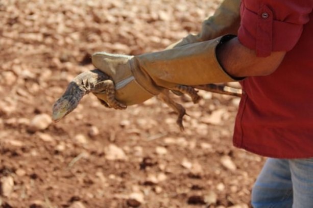Foto - Nesli tehlikede! Urfa'da ortaya çıktı...