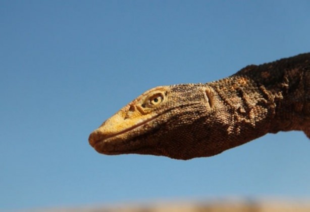  Nesli tehlikede! Urfa'da ortaya çıktı...