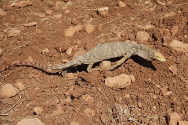 Foto - Nesli tehlikede! Urfa'da ortaya çıktı...