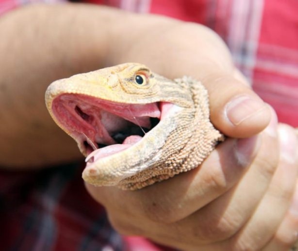 Foto - Nesli tehlikede! Urfa'da ortaya çıktı...
