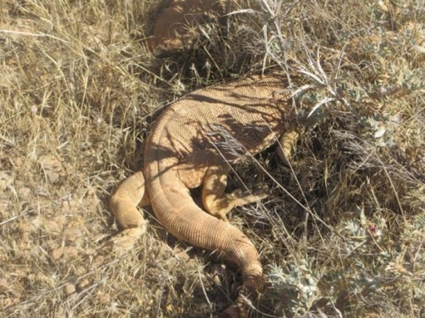 Foto - Nesli tehlikede! Urfa'da ortaya çıktı...