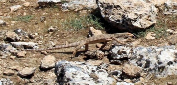 Foto - Nesli tehlikede! Urfa'da ortaya çıktı...