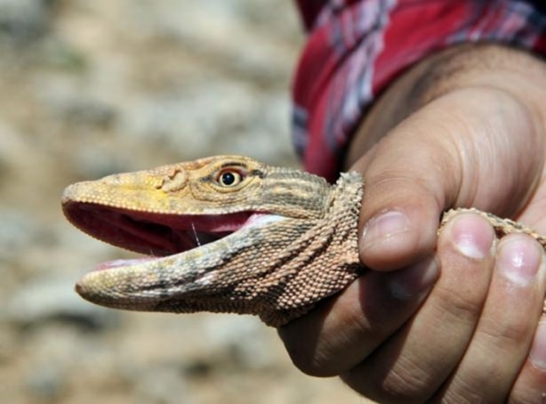Foto - Nesli tehlikede! Urfa'da ortaya çıktı...