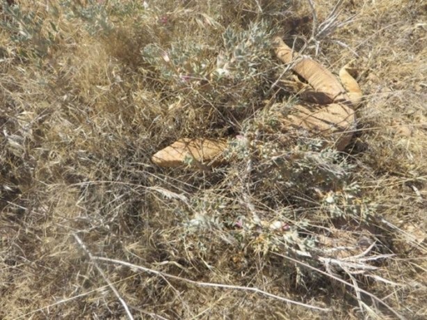 Foto - Nesli tehlikede! Urfa'da ortaya çıktı...