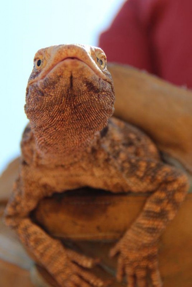 Foto - Nesli tehlikede! Urfa'da ortaya çıktı...
