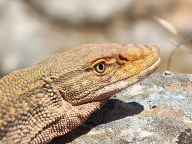 Foto - Nesli tehlikede! Urfa'da ortaya çıktı...