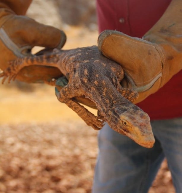 Foto - Nesli tehlikede! Urfa'da ortaya çıktı...