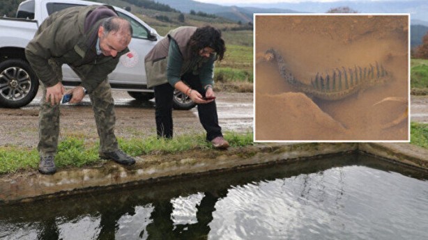Nesli tükeniyordu! Bir vatandaş buldu