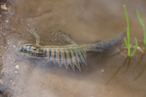 Foto - Nesli tükeniyordu! Bir vatandaş buldu