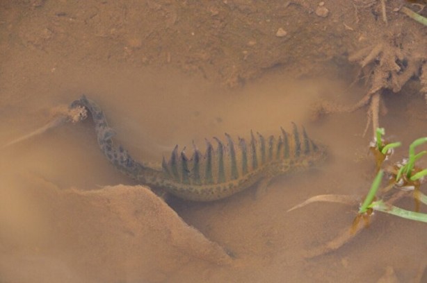 Foto - Nesli tükeniyordu! Bir vatandaş buldu