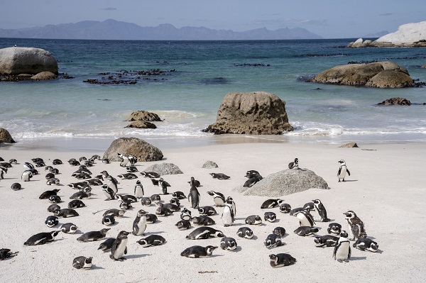 Foto - Nesli tükenme tehlikesi altında! Afrika penguenleri objektiflere yansıdı