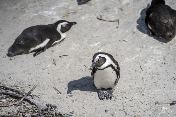 Foto - Nesli tükenme tehlikesi altında! Afrika penguenleri objektiflere yansıdı
