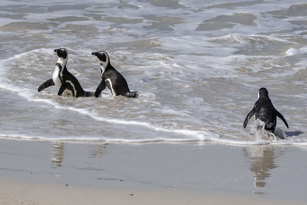 Foto - Nesli tükenme tehlikesi altında! Afrika penguenleri objektiflere yansıdı