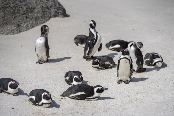 Foto - Nesli tükenme tehlikesi altında! Afrika penguenleri objektiflere yansıdı
