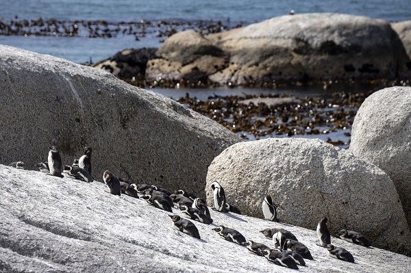 Foto - Nesli tükenme tehlikesi altında! Afrika penguenleri objektiflere yansıdı