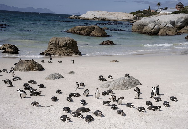 Foto - Nesli tükenme tehlikesi altında! Afrika penguenleri objektiflere yansıdı