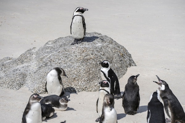 Foto - Nesli tükenme tehlikesi altında! Afrika penguenleri objektiflere yansıdı