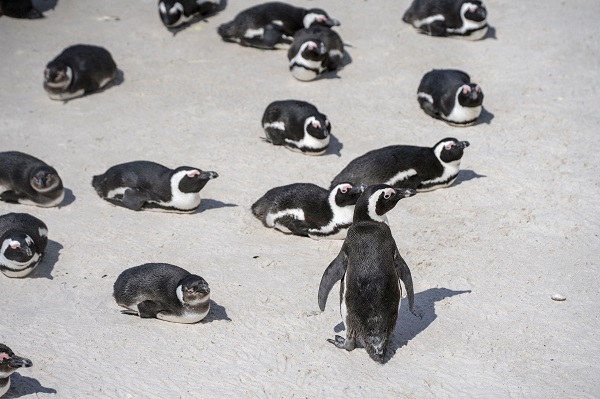 Foto - Nesli tükenme tehlikesi altında! Afrika penguenleri objektiflere yansıdı