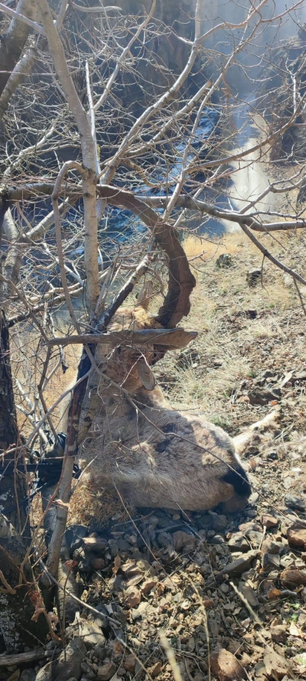 Nesli tükenme tehlikesi altında! Avcılar tarafından vurulmuş halde bulundu