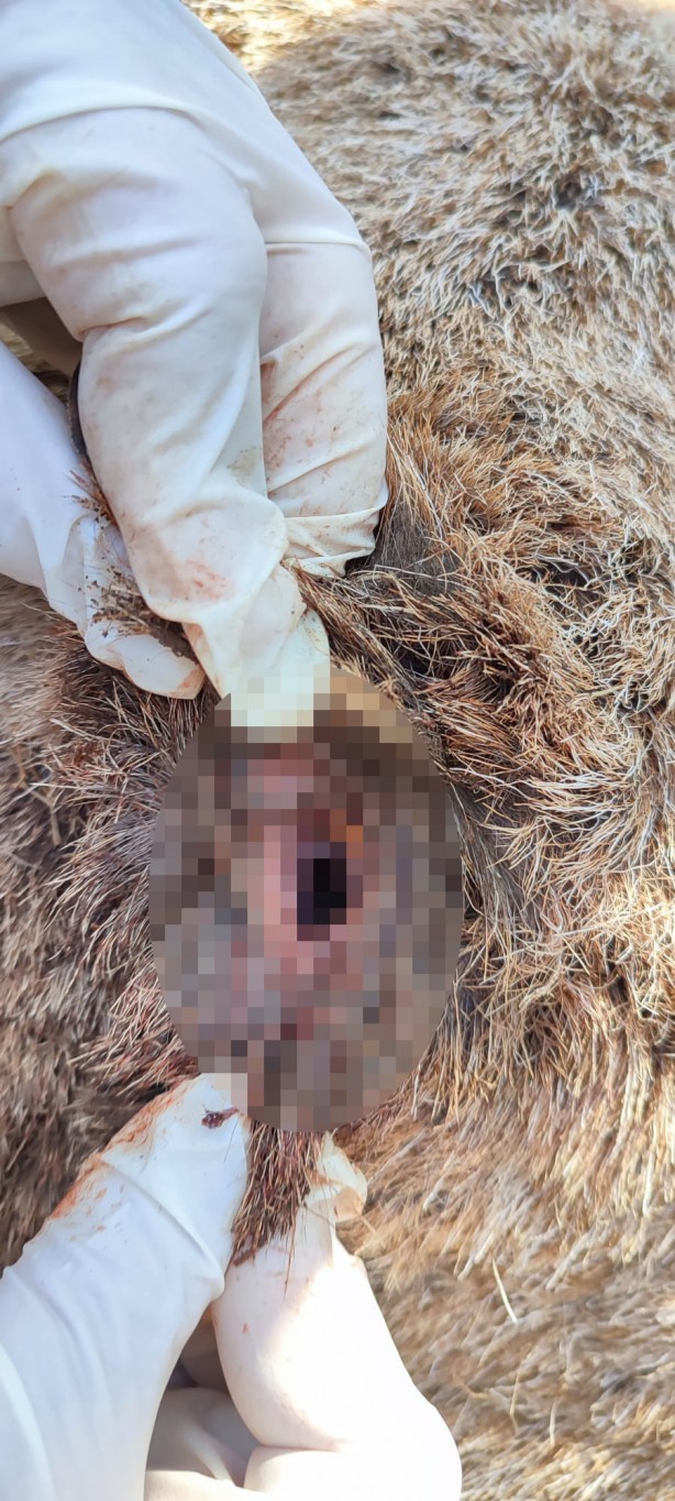 Foto - Nesli tükenme tehlikesi altında! Avcılar tarafından vurulmuş halde bulundu