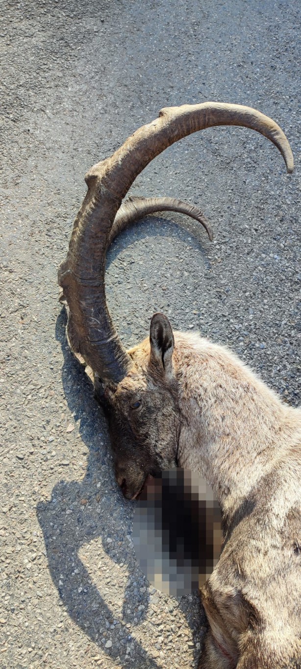 Foto - Nesli tükenme tehlikesi altında! Avcılar tarafından vurulmuş halde bulundu