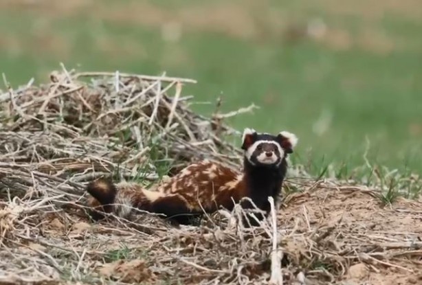 Nesli tükenme tehlikesi altında! Kütahya'da görüldü