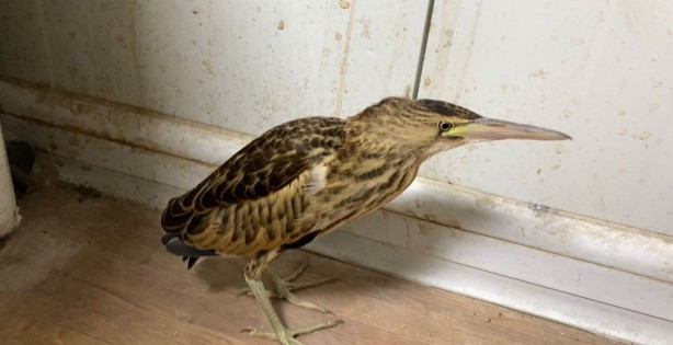 Nesli tükenme tehlikesi altında olan 'Balaban' Ağrı'da görüldü!