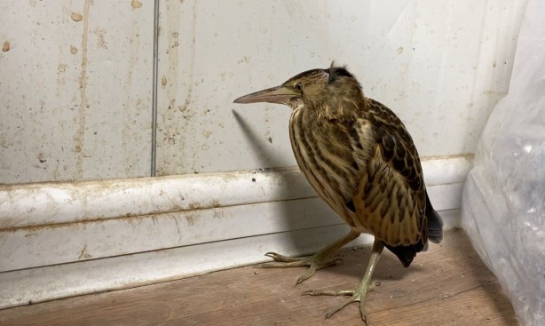 Foto - Nesli tükenme tehlikesi altında olan 'Balaban' Ağrı'da görüldü!