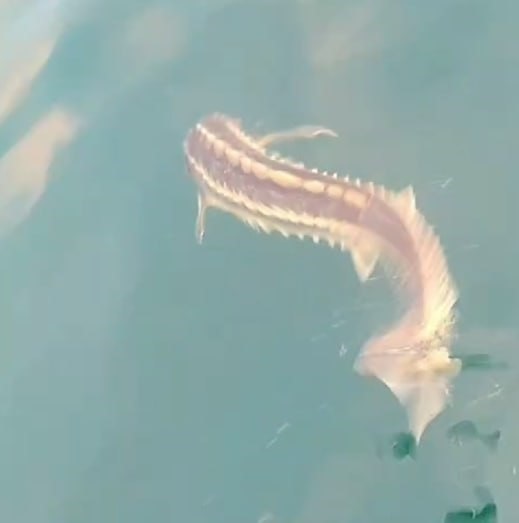 Foto - Nesli tükenme tehlikesi altında! "Vira bismillah" diyen balıkçı gözlerine inanamadı