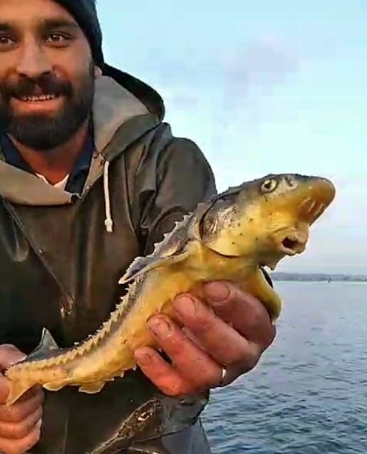 Foto - Nesli tükenme tehlikesi altında! "Vira bismillah" diyen balıkçı gözlerine inanamadı