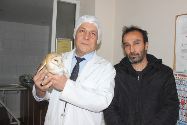 Foto - Nesli tükenme tehlikesi altındaki peçeli baykuş yaralı halde bulundu