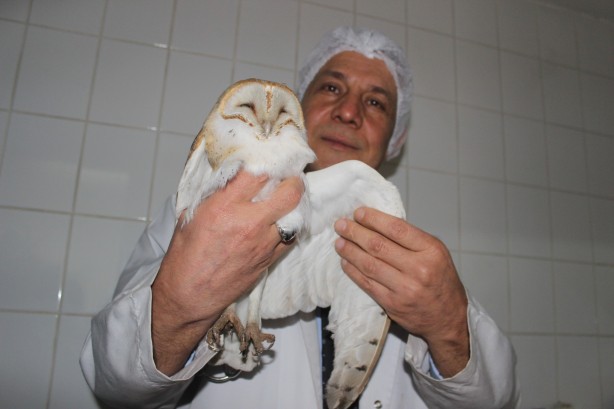 Foto - Nesli tükenme tehlikesi altındaki peçeli baykuş yaralı halde bulundu