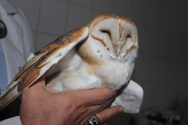 Nesli tükenme tehlikesi altındaki peçeli baykuş yaralı halde bulundu
