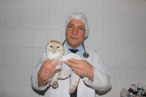 Foto - Nesli tükenme tehlikesi altındaki peçeli baykuş yaralı halde bulundu