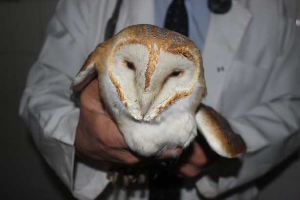 Foto - Nesli tükenme tehlikesi altındaki peçeli baykuş yaralı halde bulundu