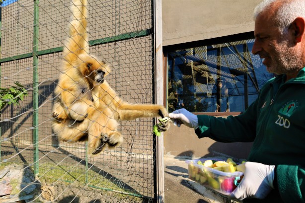 Foto - Nesli tükenme tehlikesi altındaydı, doğum yaptı
