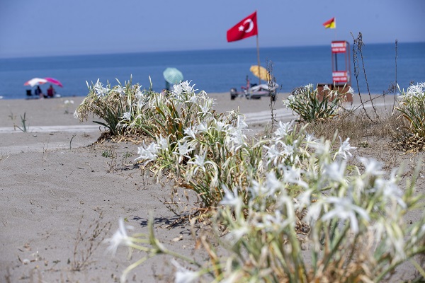 Foto - Nesli tükenme tehlikesinde! Bu çiçeği koparmanın cezası 244 bin 
