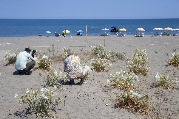 Foto - Nesli tükenme tehlikesinde! Bu çiçeği koparmanın cezası 244 bin 