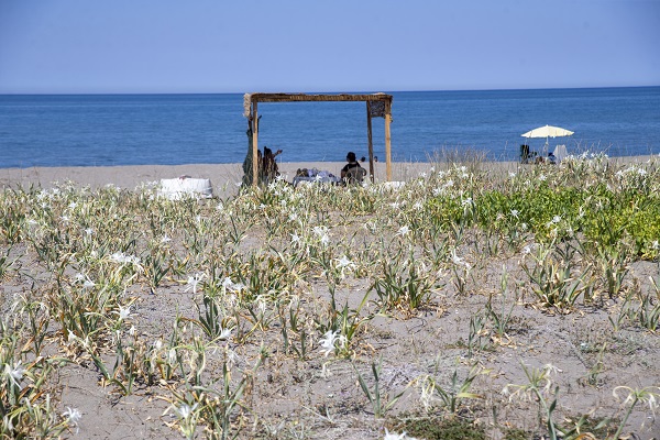 Foto - Nesli tükenme tehlikesinde! Bu çiçeği koparmanın cezası 244 bin 