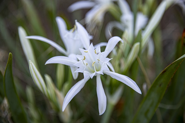 Foto - Nesli tükenme tehlikesinde! Bu çiçeği koparmanın cezası 244 bin 