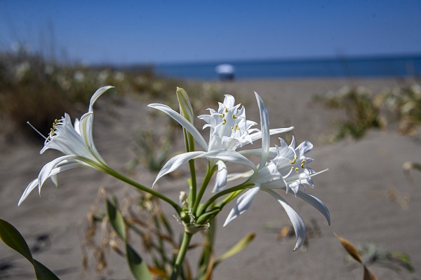 Foto - Nesli tükenme tehlikesinde! Bu çiçeği koparmanın cezası 244 bin 