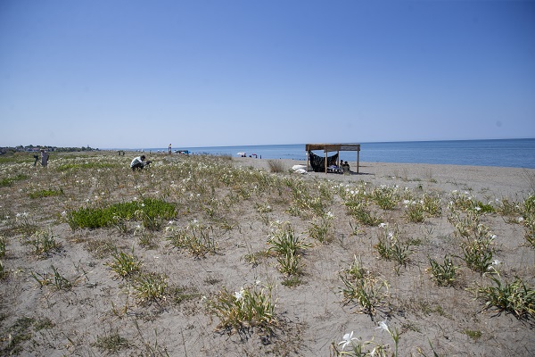 Foto - Nesli tükenme tehlikesinde! Bu çiçeği koparmanın cezası 244 bin 