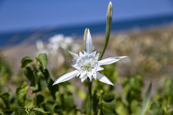 Nesli tükenme tehlikesinde! Bu çiçeği koparmanın cezası 244 bin 