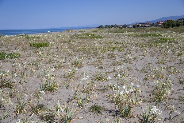 Foto - Nesli tükenme tehlikesinde! Bu çiçeği koparmanın cezası 244 bin 