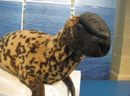 Foto - Nesli tükenme tehlikesinde! O ilimizde görüntülendi