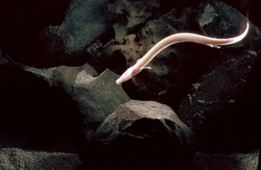 Foto - Nesli tükenme tehlikesinde! O ilimizde görüntülendi