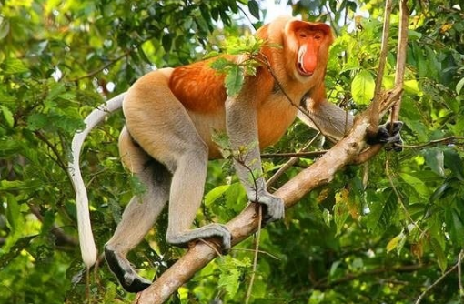 Foto - Nesli tükenme tehlikesinde! O ilimizde görüntülendi