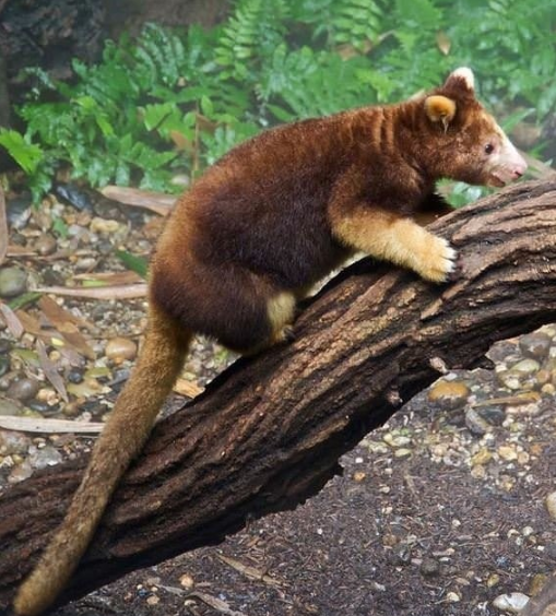 Foto - Nesli tükenme tehlikesinde! O ilimizde görüntülendi