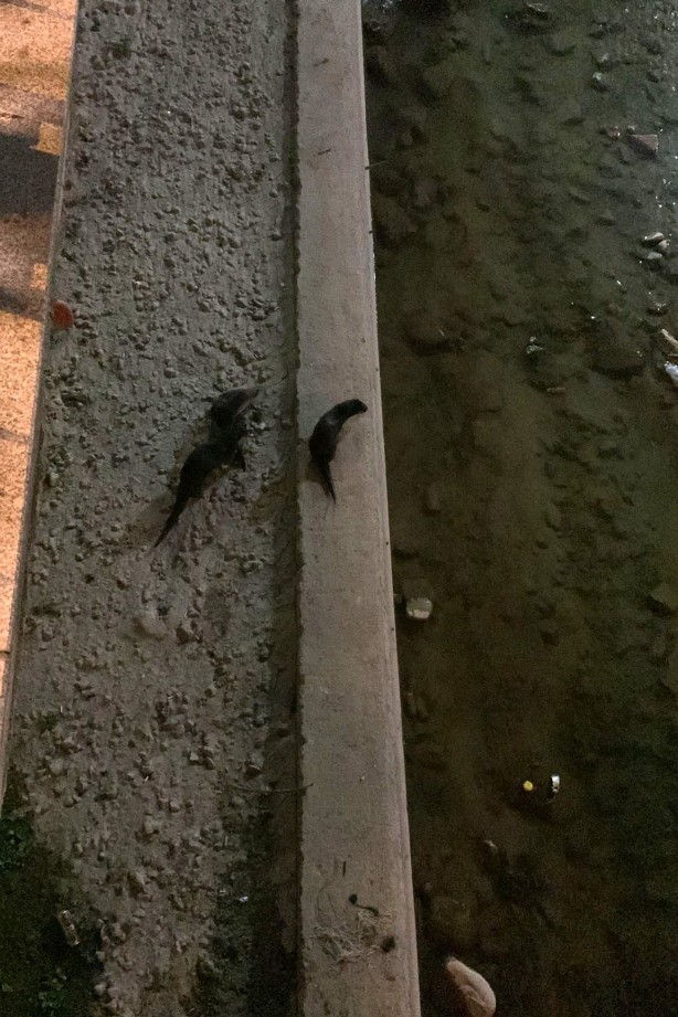 Foto - Nesli tükenme tehlikesiyle karşı karşıya! 3'ü bir arada görüntülendi